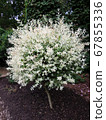 Willow with variegated leaves in spring 67855336