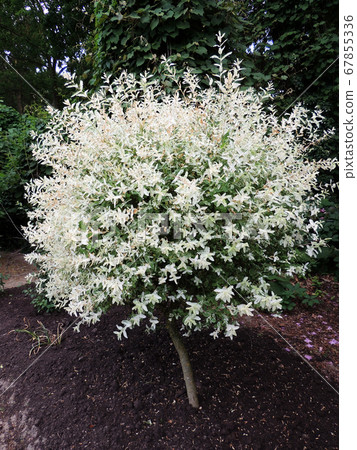 Willow with variegated leaves in spring 67855336