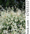 Willow with variegated leaves in spring 67855337