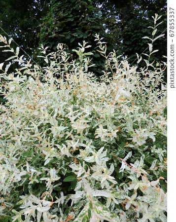 Willow with variegated leaves in spring 67855337