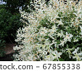 Willow with variegated leaves in spring 67855338