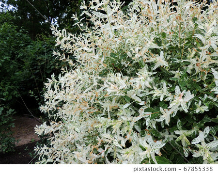 Willow with variegated leaves in spring 67855338