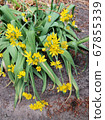 Golden Garlic or Lily Leek during flowering 67855339