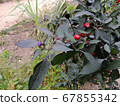 Annual decorative pepper with bright fruits 67855342