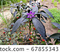 Annual decorative pepper with bright fruits 67855343