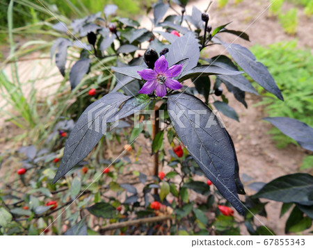 Annual decorative pepper with bright fruits 67855343