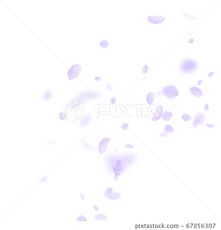 Violet flower petals falling down. Dazzling romant Violet flower petals falling down. Dazzling romant 67856307