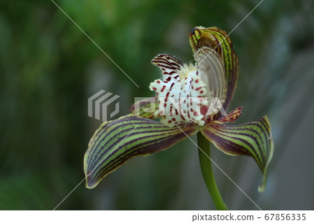 Strange orchid Strange orchid 67856335