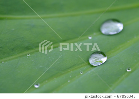 Water lotus of lotus leaves 67856343