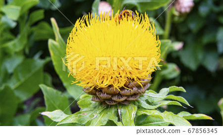 Bee and yellow flower Bee and yellow flower 67856345