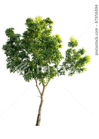 Isolated tropical big tree on white background Isolated tropical big tree on white background 67856894