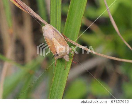 Shrimp bug Shrimp bug 67857653