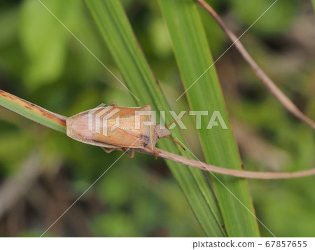 Shrimp bug Shrimp bug 67857655