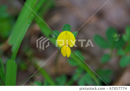 Miyako Kusa 67857774