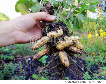 peanut agriculture plantation peanut agriculture plantation 67857829