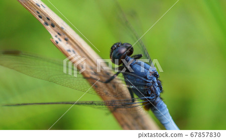 Blue dragon fly Blue dragon fly 67857830