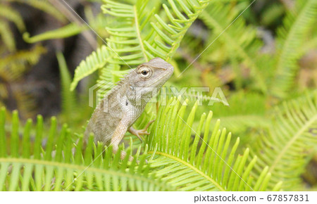 tropical brown chameleon tropical brown chameleon 67857831