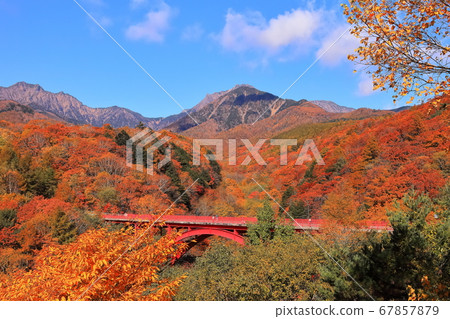 [山梨縣]八岳和東澤大橋的秋葉 67857879