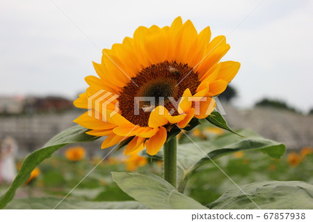 Sunflower -Sunflower- ****** Sunflower ***** Sunflower -Sunflower- ****** Sunflower ***** 67857938
