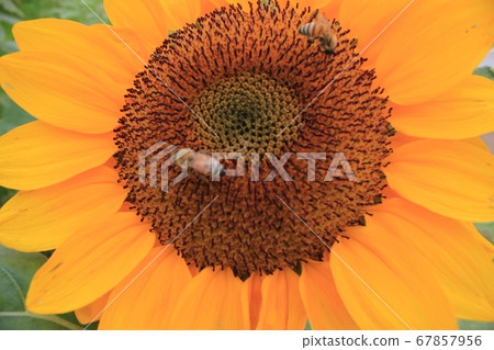 Sunflower -Sunflower- ****** Sunflower ***** Sunflower -Sunflower- ****** Sunflower ***** 67857956