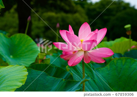 Beautiful ancient lotus flower blooming in the early morning pond 67859306