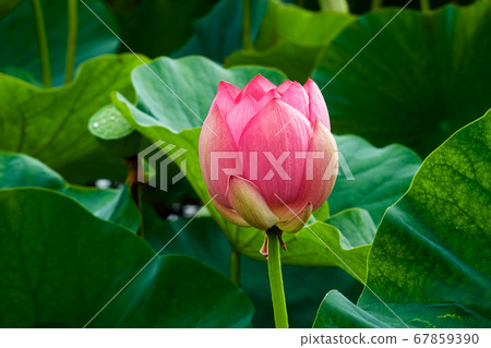 美麗的古代蓮花盛開在清晨的池塘 67859390