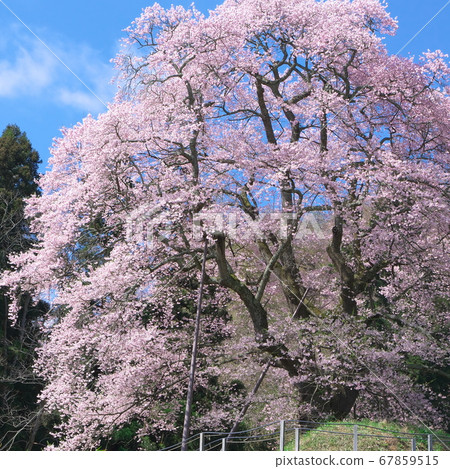 One cherry tree - Akiyama no koto cherry tree One cherry tree - Akiyama no koto cherry tree 67859515