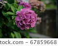 Merasaki繡球花 67859668