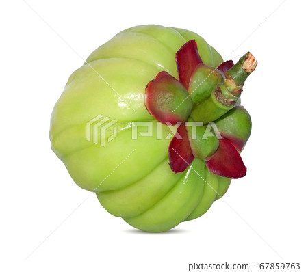 Garcinia atroviridis fruit isolated on white background Garcinia atroviridis fruit isolated on white background 67859763
