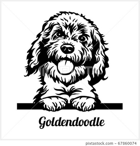 Goldendoodle - Peeking Dogs - breed face head isolated on white Goldendoodle - Peeking Dogs - breed face head isolated on white 67860074