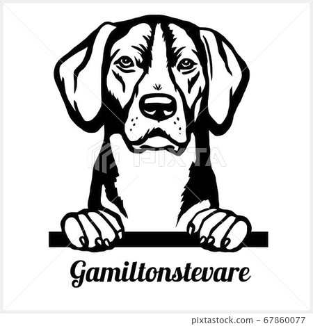 Gamiltonstevare - Peeking Dogs - breed face head isolated on white Gamiltonstevare - Peeking Dogs - breed face head isolated on white 67860077