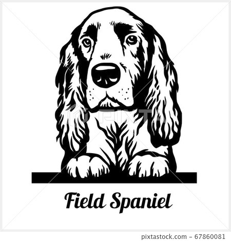 Field Spaniel - Peeking Dogs - breed face head isolated on white 67860081