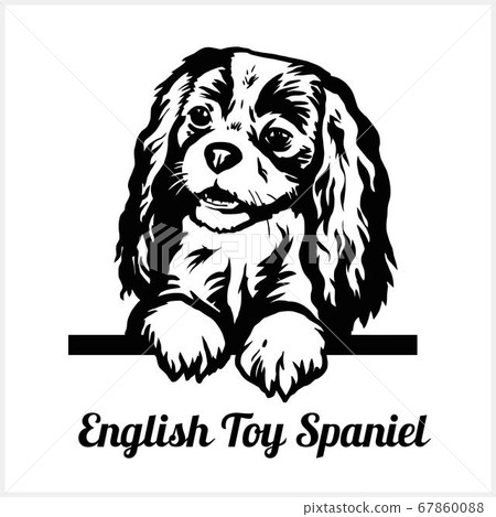 English Toy Spaniel - Peeking Dogs - breed face head isolated on white English Toy Spaniel - Peeking Dogs - breed face head isolated on white 67860088