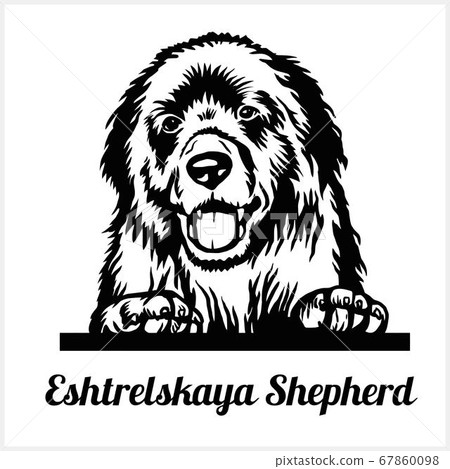 Eshtrelskaya Shepherd - Peeking Dogs - breed face head isolated on white Eshtrelskaya Shepherd - Peeking Dogs - breed face head isolated on white 67860098