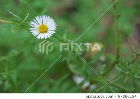 Pelapela Yomena Pelapela Yomena 67860184