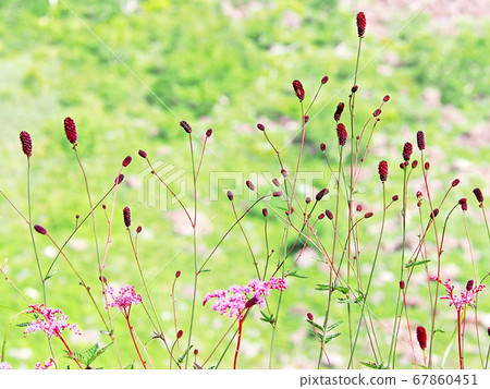 Herbal Medicine Waremokou Wildflower Alpine Stock Photo