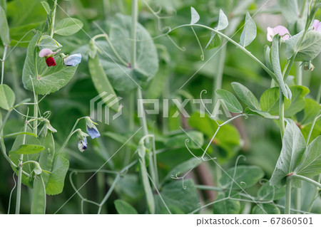 Green pea plant with pods in garden Green pea plant with pods in garden 67860501