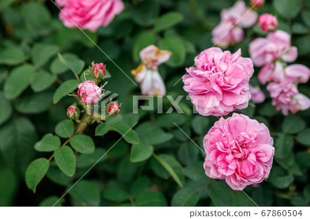 Beautiful big pink roses in garden, closeup 67860504