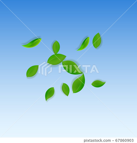 Falling green leaves. Fresh tea neat leaves flying 67860903