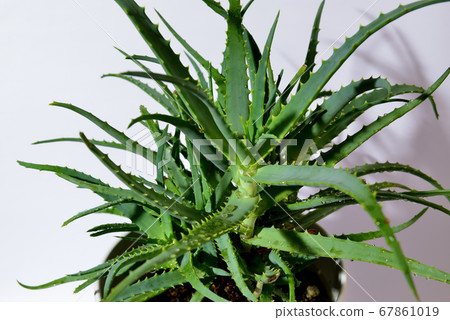 Herb aloe potted Herb aloe potted 67861019