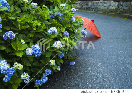 Hydrangea flowers and Japanese umbrella 67861224
