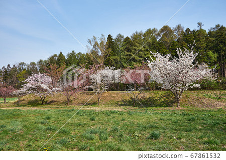 青森縣春蘆野公園 67861532