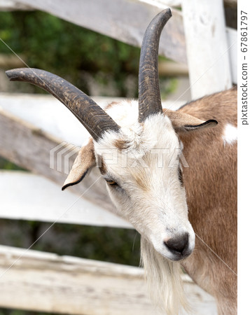Goat  67861797