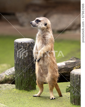 meerkat meerkat 67861986
