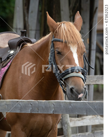 馬小馬 67862023
