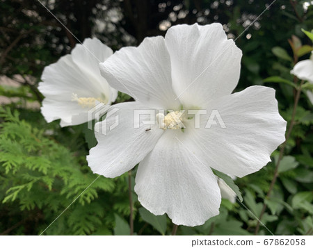 海星和一隻螞蟻的白花/灌木狀灌木 67862058