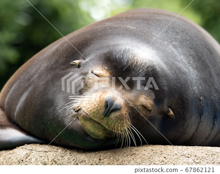 California sea lion 67862121