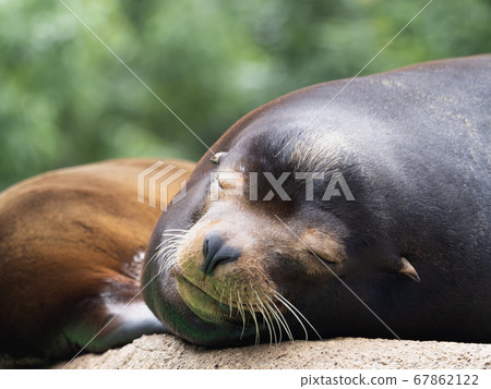 加州海獅 67862122