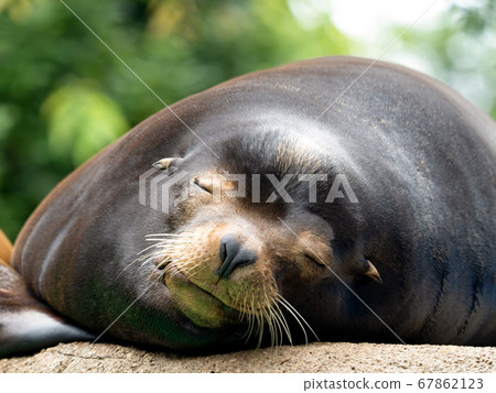 California sea lion 67862123