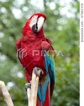 Benikon macaw 67862338